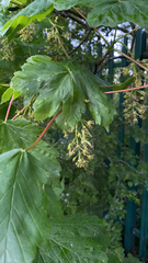 Acer pseudoplatanus