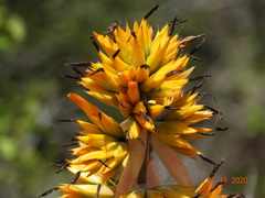 Aechmea aquilega