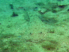 Platycephalus caeruleopunctatus