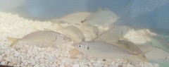 Trachurus lathami