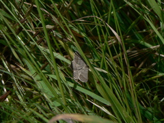 Isturgia murinaria
