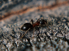 Lasius