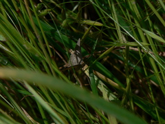 Isturgia murinaria