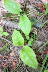 Endodeca serpentaria