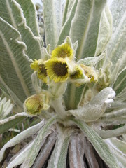 Espeletia pycnophylla