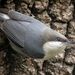 Pygmy Nuthatch - Photo (c) Len Blumin, some rights reserved (CC BY)