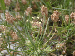 Plantago arenaria