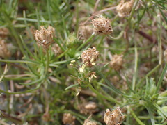 Plantago arenaria