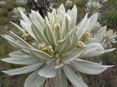 Espeletia pycnophylla
