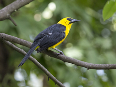 Gymnomystax mexicanus