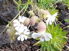Silene uniflora uniflora