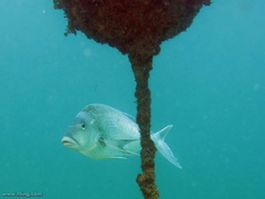 Nemadactylus douglasii