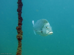 Nemadactylus douglasii