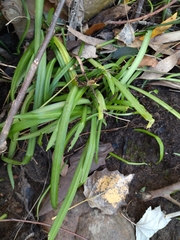 Allium triquetrum