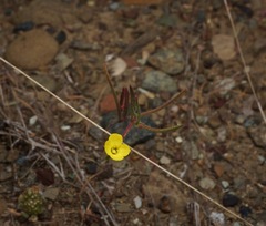 Camissonia benitensis