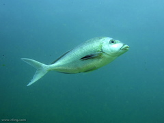 Nemadactylus douglasii