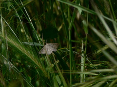 Isturgia murinaria