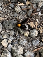 Chrysopilus davisi