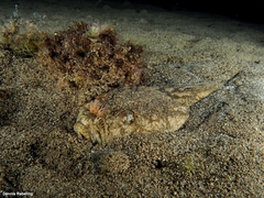 Uranoscopus scaber