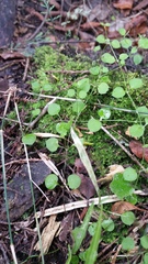 Stellaria parviflora