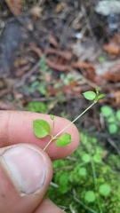 Stellaria parviflora