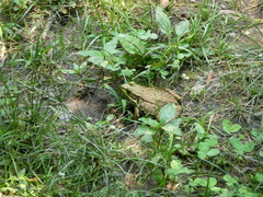 Lithobates clamitans
