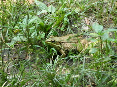 Lithobates clamitans
