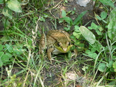 Lithobates clamitans