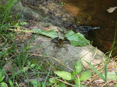 Lithobates clamitans