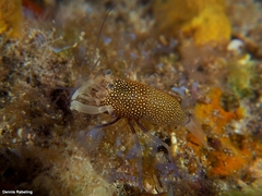 Gnathophyllum elegans