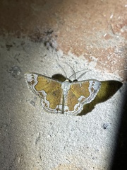 Zamarada phrontisaria