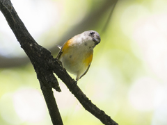 Setophaga ruticilla