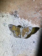 Zamarada phrontisaria