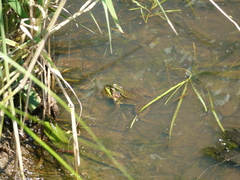 Lithobates clamitans