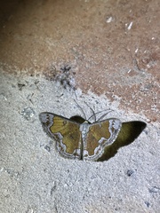 Zamarada phrontisaria