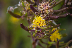 Rorippa curvisiliqua