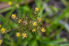 Rorippa curvisiliqua