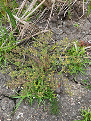 Rorippa curvisiliqua