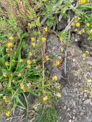 Rorippa curvisiliqua