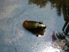 Lithobates clamitans