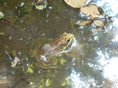 Lithobates clamitans
