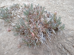 Abronia bigelovii