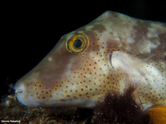 Canthigaster capistrata