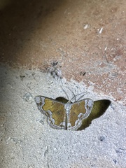 Zamarada phrontisaria