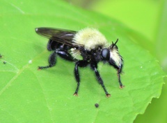 Laphria flavicollis