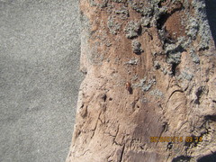 Mesites pallidipennis