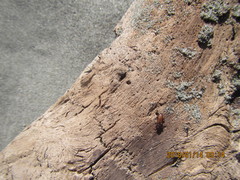 Mesites pallidipennis