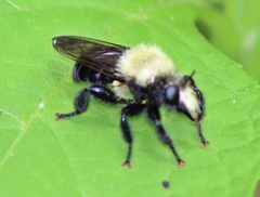 Laphria flavicollis