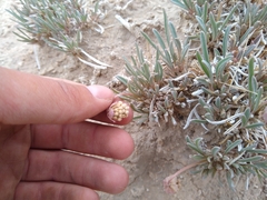 Abronia bigelovii
