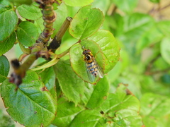 Epistrophe nitidicollis